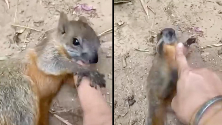 Κουνγκ Φου με ένα σκίουρο