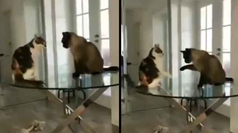 Δύο γάτες χαιρετιούνται