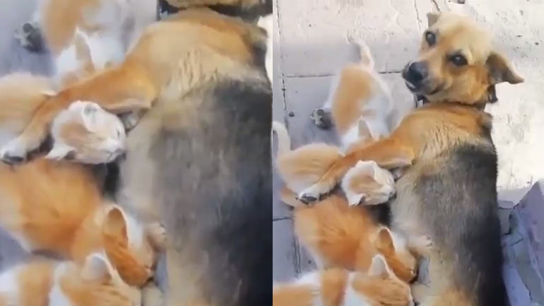 Σκυλίτσα υιοθετεί τέσσερα γατάκια