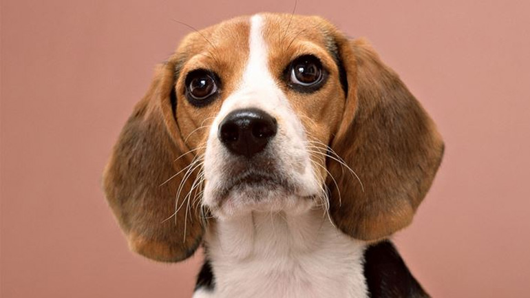 Γιατί δεν πρέπει να κόψετε τα «μουστάκια» του σκύλου