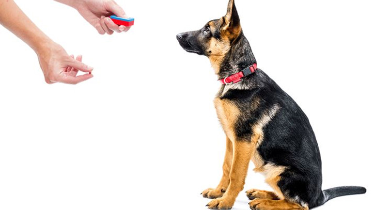 Κλίκερ: Τι είναι και πως χρησιμοποιείται στην εκπαίδευση των σκύλων;