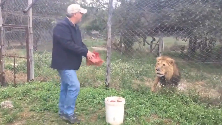 Λιοντάρι ήθελε μεγαλύτερο κομμάτι κρέας