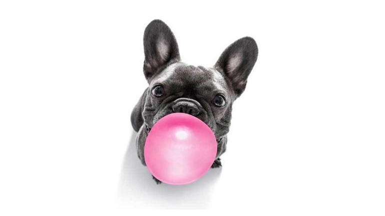 Πώς η τσίχλα μπορεί να σκοτώσει το σκύλο σας 