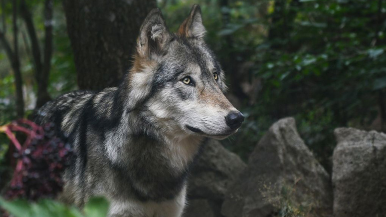 Πέλλα: Καταγγελία για «βόλτα» λύκου έξω από παιδικό σταθμό