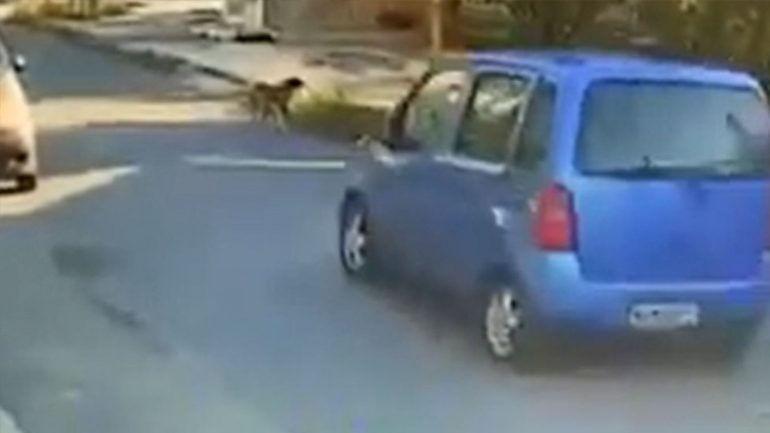 Θεσσαλονίκη: Ταυτοποιήθηκε o οδηγός που παρέσυρε, τραυμάτισε και εγκατέλειψε σκύλο