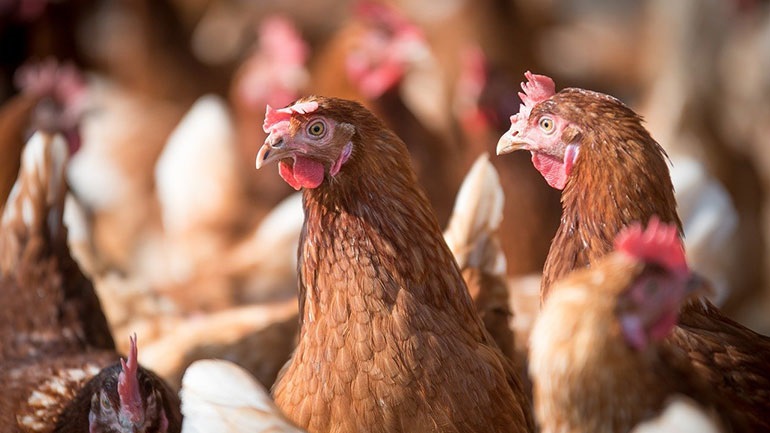 Ισπανία: Σπάνιο περιστατικό μετάδοσης της γρίπης των πτηνών στον άνθρωπο