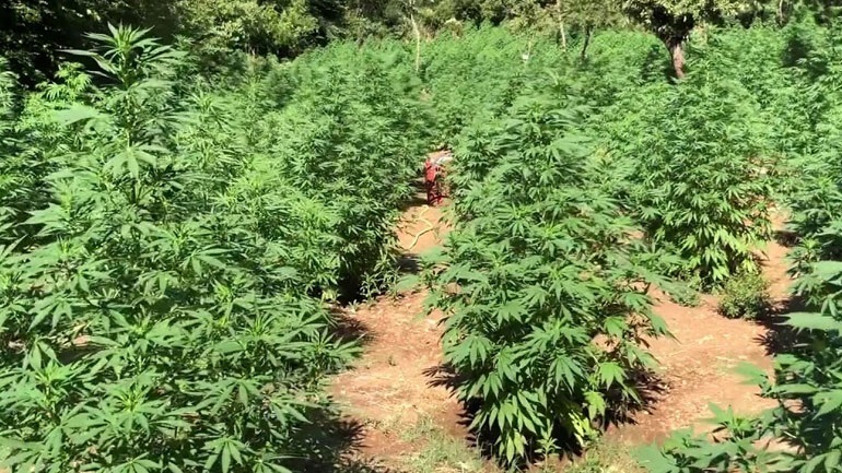 Ρέθυμνο: Εντοπισμός φυτείας στο Ρέθυμνο και σύλληψη άνδρα για ένοπλη ληστεία στο Ηράκλειο