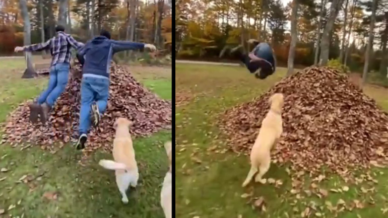 Βουτιά στα φθινοπωρινά φύλλα Βουτιά στα φθινοπωρινά φύλλα