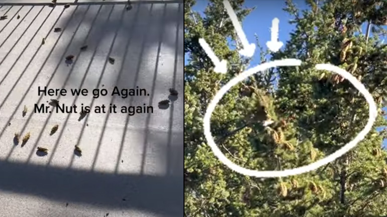 Σκίουρος πετάει κουκουνάρια σε μια βεράντα