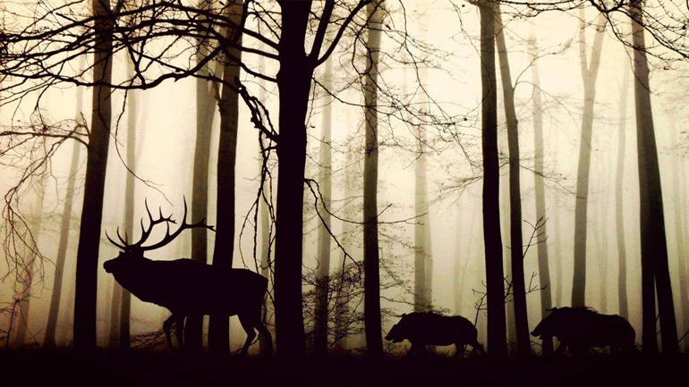 4 Οκτωβρίου: Παγκόσμια Ημέρα των Ζώων 