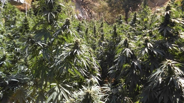 Εντοπίστηκε φυτεία κάνναβης στο Όρος Αιγάλεω