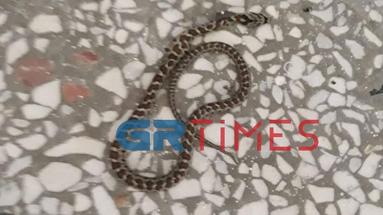 Ακίνδυνα τα φίδια που «έζωσαν» νηπιαγωγείο στη Θεσσαλονίκη – «Λουκέτο» για έρευνες