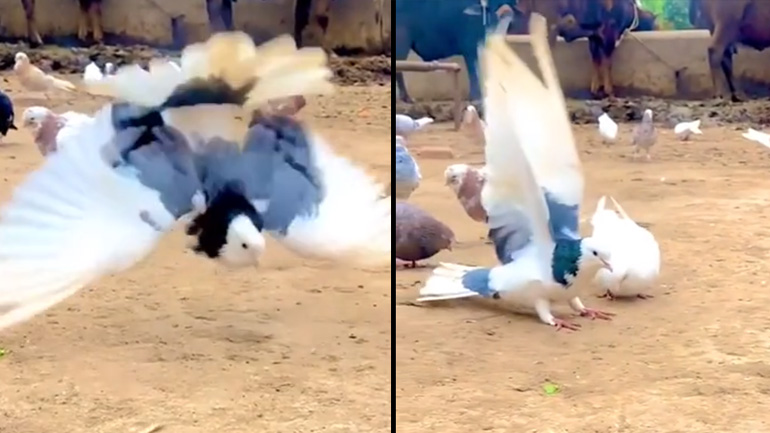 Περιστέρι κάνει backflip