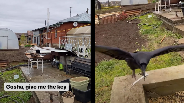 Κοράκι βοηθός τεχνίτη Κοράκι βοηθός τεχνίτη