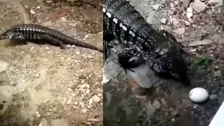 Γιατί να μην ταΐσετε μια άγρια ​​σαύρα Tegu