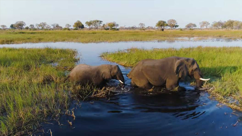 Το καλύτερο εναέριο «σαφάρι» που είδατε ποτέ