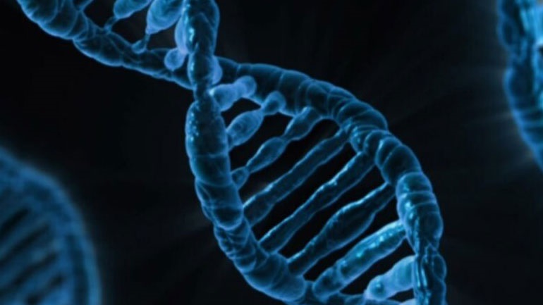 Ανακαλύφθηκε πώς το μιτοχονδριακό DNA αλλάζει το ανθρώπινο γονιδίωμα