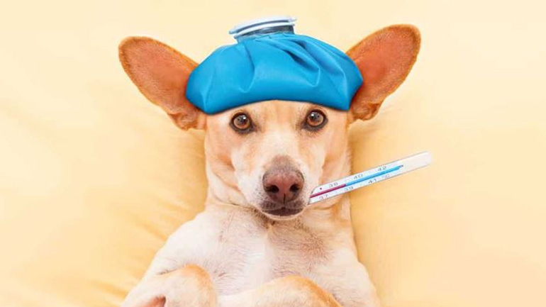 Τι είναι η θερμοπληξία στα ζώα