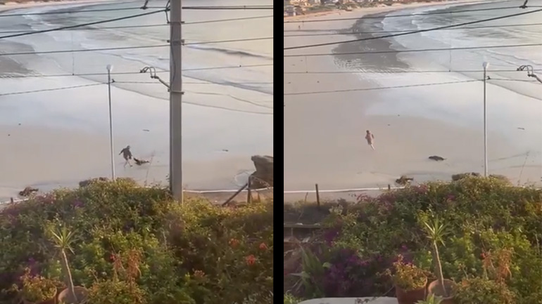 Θαλάσσιο λιοντάρι επιτίθεται σε γυναίκα