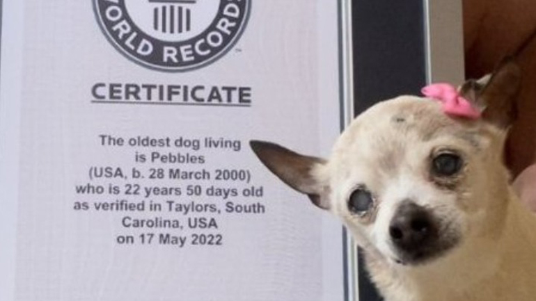 Πέθανε η Πέμπλς, η οποία κατείχε το ρεκόρ του γηραιότερου σκύλου στον κόσμο