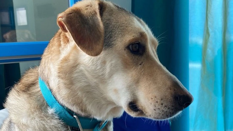 Κρήτη: Σύλληψη 67χρονου που βασάνιζε σκύλο με ηλεκτροσόκ Κρήτη: Σύλληψη 67χρονου που βασάνιζε σκύλο με ηλεκτροσόκ