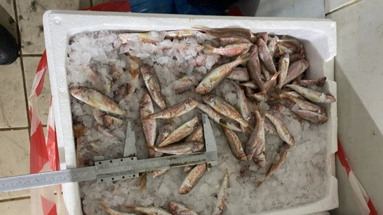 Θεσσαλονίκη: Κατασχέθηκαν 621 κιλά ψαριών στην ιχθυόσκαλα της Νέας Μηχανιώνας