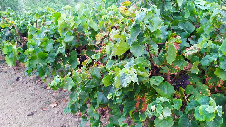 Ηλεία: Σταφιδοπαραγωγοί σε απόγνωση – Δεν βγαίνει ούτε το μεροκάματο