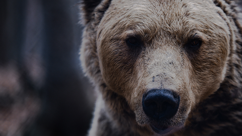 Απελευθερώθηκε οκτάχρονη αρκούδα από παράνομη παγίδα στη Φλώρινα Απελευθερώθηκε οκτάχρονη αρκούδα από παράνομη παγίδα στη Φλώρινα