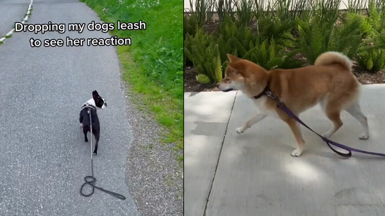 Τι θα συμβεί αν αφήσεις το λουρί ενός σκύλου στη βόλτα;