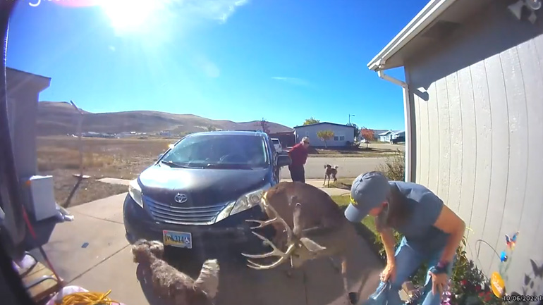 Eλάφι επιτίθεται σε μια γυναίκα