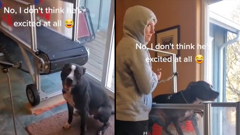 Ο σκύλος θέλει να κάνει γυμναστική