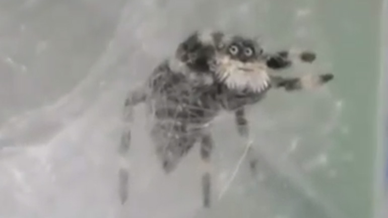 Aράχνη παππούς