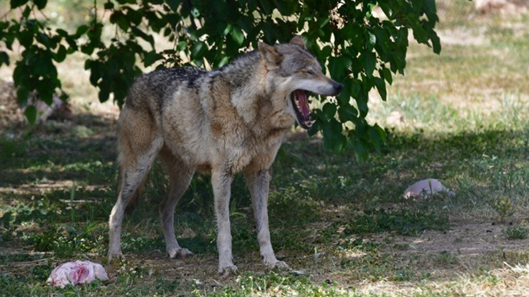 Σχεδόν το 70% της άγριας πανίδας εξαφανίστηκε από το 1970