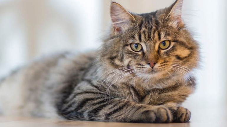 Γάτες: Όσα σου λένε με τη γλώσσα του σώματός τους 