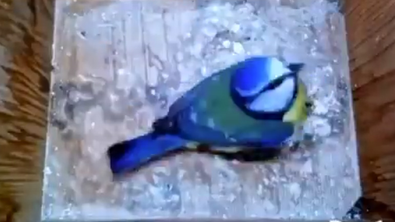 Γαλαζοπαπαδίτσα φτιάχνει τη φωλιά της