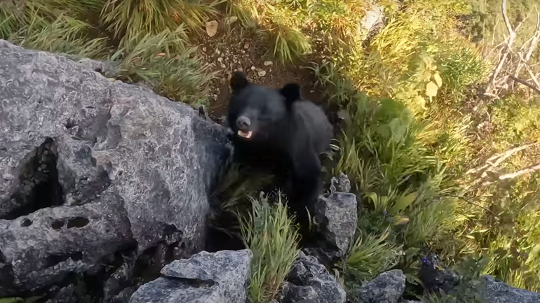Αρκούδα επιτίθεται σε ορειβάτη