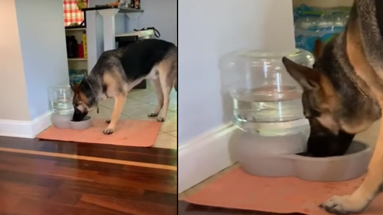 Ο σκύλος και οι φυσαλίδες στο νερό 