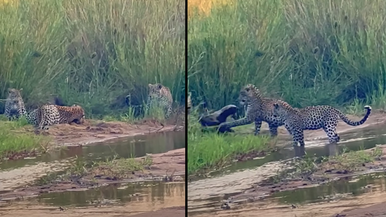 Λεοπαρδάλεις εναντίον μελοασβού