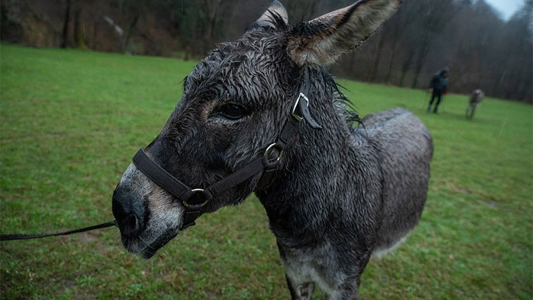 «Eo»: Mία οπτική της μοντέρνας Ευρώπης μέσα από τα μάτια ενός γαϊδάρου