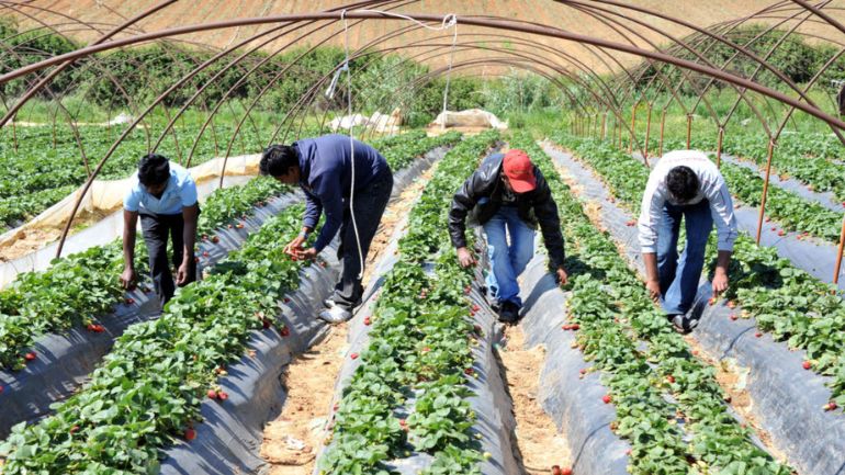 Ηλεία: «Αγκάθι» η έλλειψη εργατών γης – Θα μείνουν πολλές φράουλες στα χωράφια
