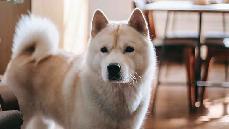 Τι σκύλο να επιλέξετε για μέσα στο σπίτι