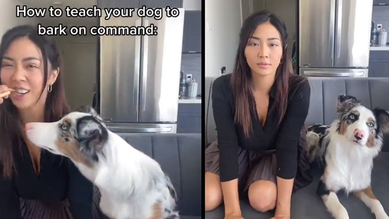 Πώς θα εκπαιδεύσεις τον σκύλο σου να γαβγίζει όταν πρέπει