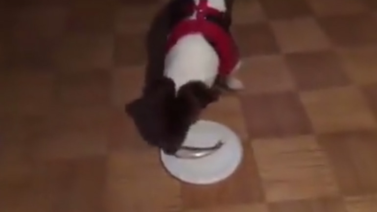 Σκύλος δοκιμάζει μια ρέγγα