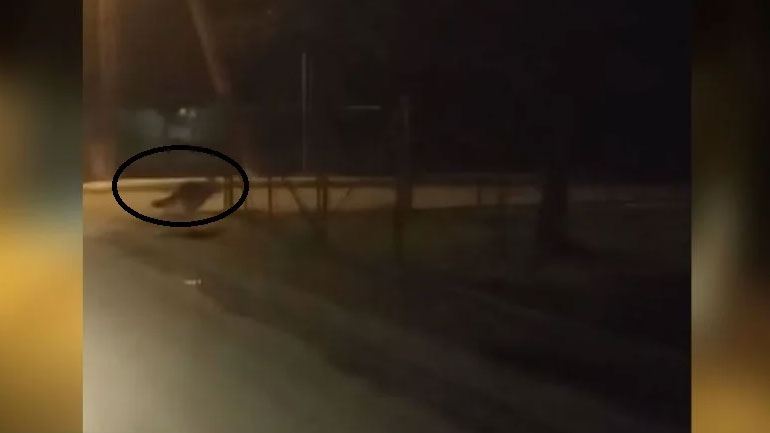 Ημαθία: Λύκος έκοβε βόλτες στην Αλεξάνδρεια και πετάχτηκε μπροστά σε ντελιβερά! Ημαθία: Λύκος έκοβε βόλτες στην Αλεξάνδρεια και πετάχτηκε μπροστά σε ντελιβερά!