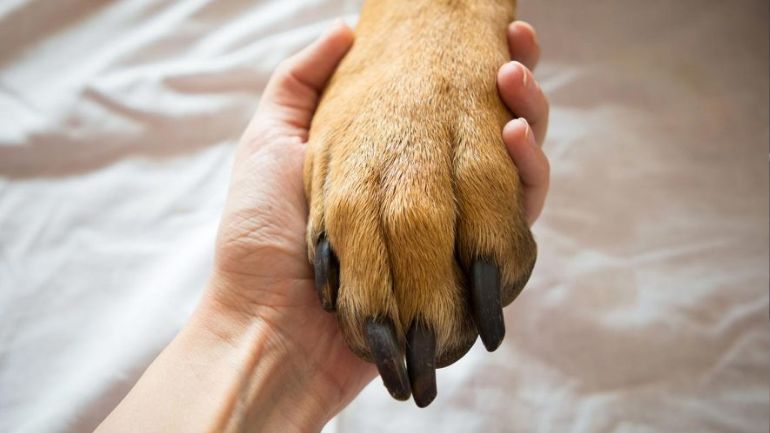 Πήλιο: Νεκρός εργάτης στον Πλατανιά – Ο σκύλος του καθόταν πάνω στο άψυχο σώμα τρεις ημέρες