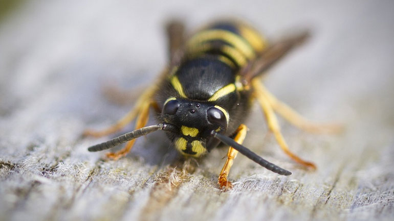 Ηράκλειο: Σμήνος από σφήκες επιτέθηκε σε καθηγητή  Λυκείου – Νοσηλεύεται στο νοσοκομείο