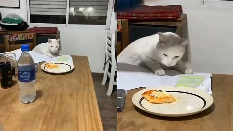 Η γάτα θέλει να κλέψει το φαγητό από το πιάτο