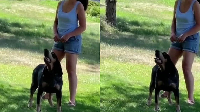 Ο σκύλος λέει «hello»