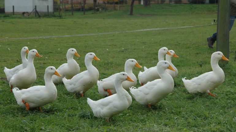 Γαλλία: Η γρίπη των πτηνών αποδεκατίζει τις πάπιες