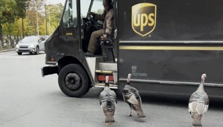 Οδηγός βοηθάει γαλοπούλες να διασχίσουν διασταύρωση